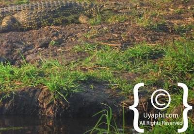 Chobe River Pictures