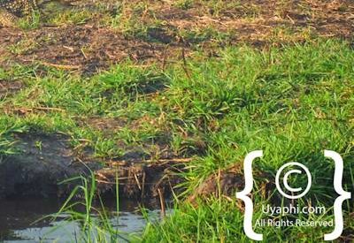 Chobe River Pictures