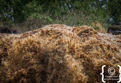 Blue Nile Falls Ethiopia village walk 25 minutes Blue Nile River boat crossing photography