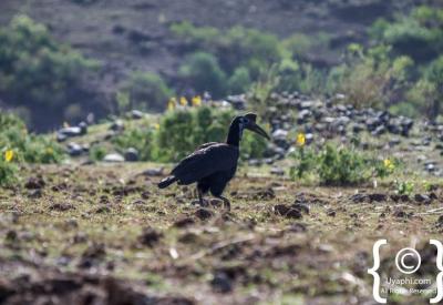 Abyssinian Longclaw endemic Ethiopia highland meadow birding photography