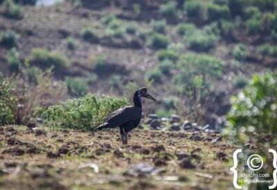 Ethiopia birding Northern Historical Route 800 species endemic Uyaphi photography