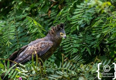 Ethiopian endemic Abyssinian Catbird highland forest birding photography