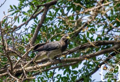 Ethiopian endemic White-backed Black Tit woodland birding photography