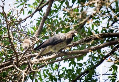 Coquerel's Pigeon Ethiopia birding photography Northern Historical Route Uyaphi