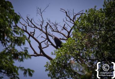 Ethiopia birding 29 endemics Northern Historical Route Uyaphi photography