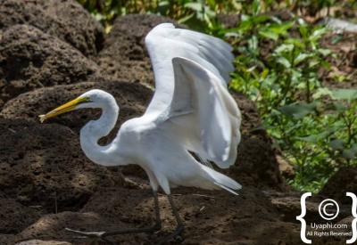 Blue-winged Goose endemic Ethiopia highland lake birding photography Uyaphi