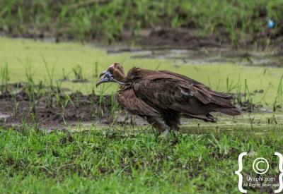 Ethiopian endemic Spot-breasted Lapwing highland grassland birding photography