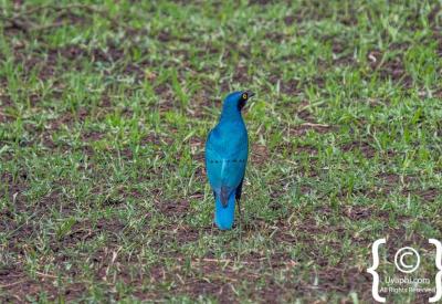 Rouget's Rail endemic Ethiopia highland marsh Northern Historical Route birding photography