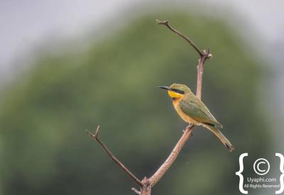 Ethiopian endemic Black-headed Forest Oriole birding photography Uyaphi