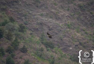 Lammergeier Bearded Vulture Simien Mountains Ethiopia dramatic birding photography