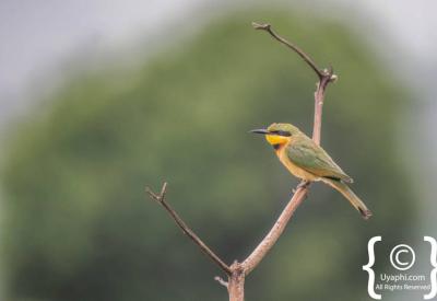 Red-billed Oxpecker Ethiopia wildlife birding Northern Historical Route photography