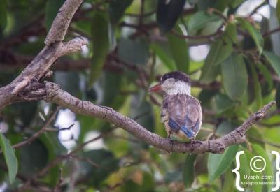 Abyssinian Longclaw endemic Ethiopia highland meadow birding photography