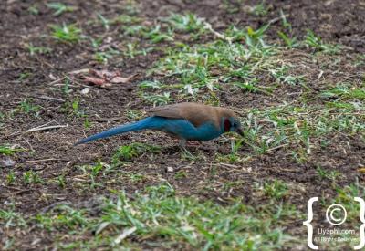 Ethiopia birding Northern Historical Route 800 species endemic Uyaphi photography