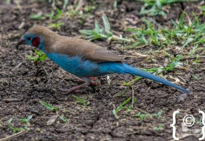Ethiopian endemic Abyssinian Catbird highland forest birding photography