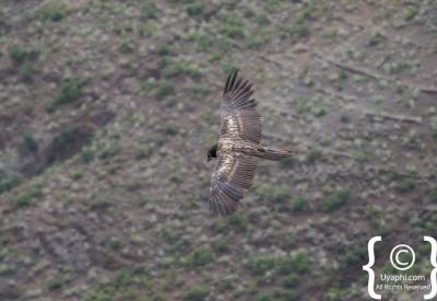 Ethiopian endemic Spot-breasted Lapwing highland grassland birding photography
