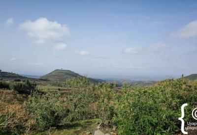 Simien Mountains Gelada baboon ground grazing endemic Ethiopia scenery photography