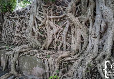 Fasilides Bath Gondar Ethiopia surrounding grounds trees gardens atmosphere photography