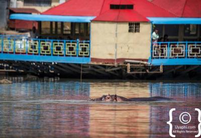 Lake Tana Ethiopia 3673km² Blue Nile source Bahir Dar hippos endemic fish species