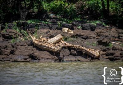 Lake Tana birdlife waterbird birding Ethiopia endemic species Bahir Dar photography