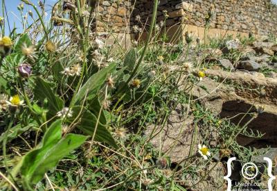 Queen of Sheba Palace Axum Ethiopia Ethiopian guide local knowledge folklore photography