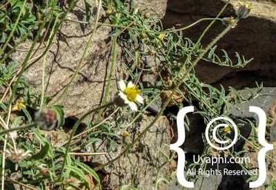 Queen Of Sheba Palace