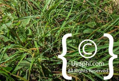 Queen Of Sheba Palace