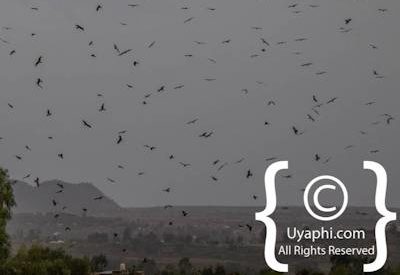 Ethiopia Bird Photographs