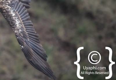 Ethiopia Bird Photographs