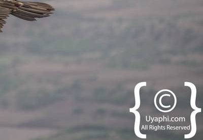 Ethiopia Bird Photographs