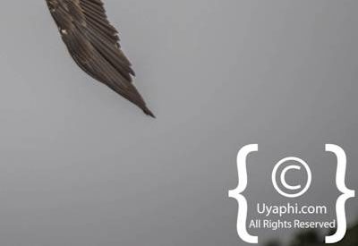 Ethiopia Bird Photographs