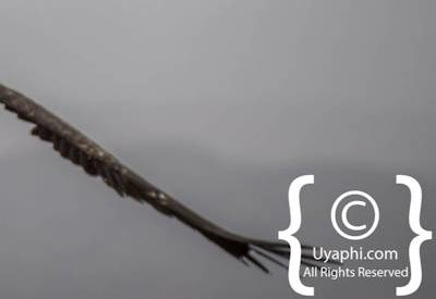 Ethiopia Bird Photographs