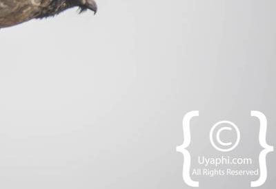 Ethiopia Bird Photographs