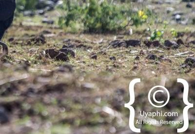 Ethiopia Bird Photographs