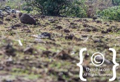 Ethiopia Bird Photographs