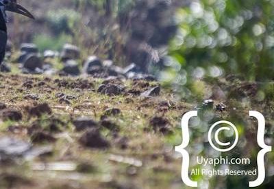 Ethiopia Bird Photographs