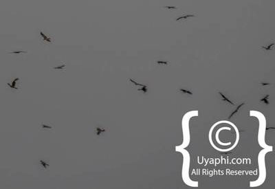 Ethiopia Bird Photographs