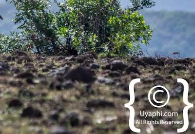 Ethiopia Bird Photographs