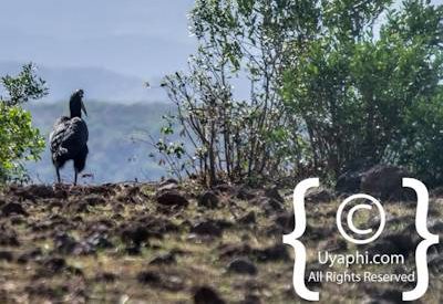 Ethiopia Bird Photographs