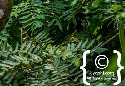 Ethiopia Bird Photographs