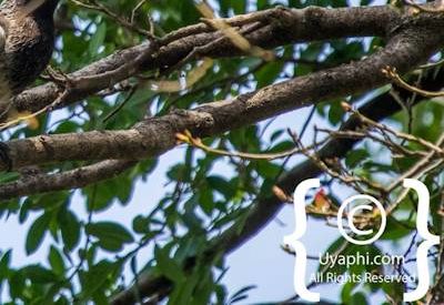 Ethiopia Bird Photographs