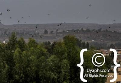 Ethiopia Bird Photographs