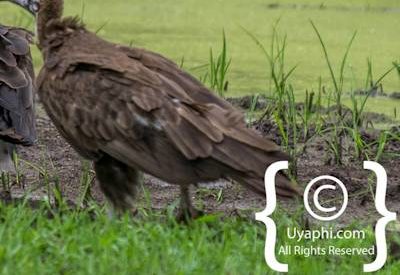 Ethiopia Birding