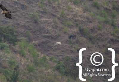 Ethiopia Bird Photographs