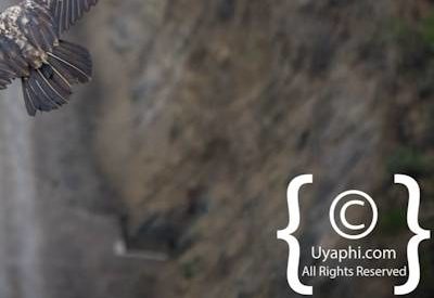 Ethiopia Birding Gallery