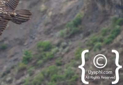 Ethiopia Birding Gallery