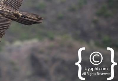 Ethiopia Bird Photographs