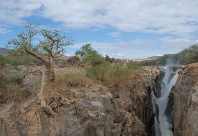 Nile crocodile Kunene River Epupa Falls Kaokoveld northern Namibia photography