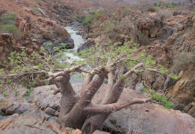 Epupa Falls makalani palm trees Kunene River Kaokoveld Namibia Angola border