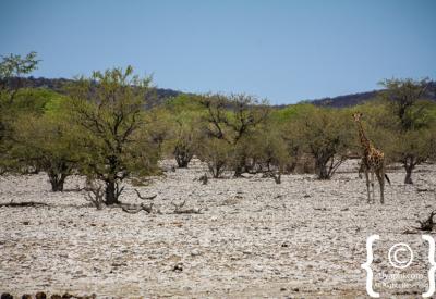 Etosha Pan vast white salt pan 22270km² Namibia National Park photography