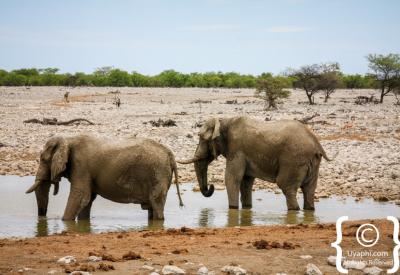 Black rhino waterhole Etosha National Park Namibia wildlife photography